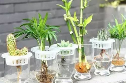 水培植物,绿色生活新时尚的绿色守护者